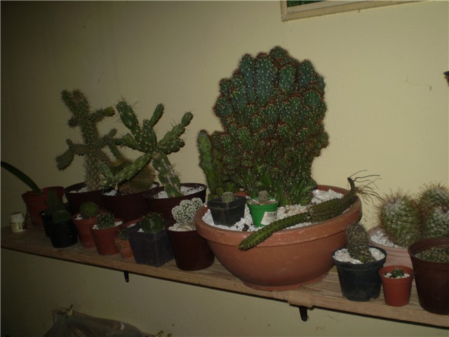 kaktus
